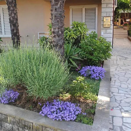 Samec Izola