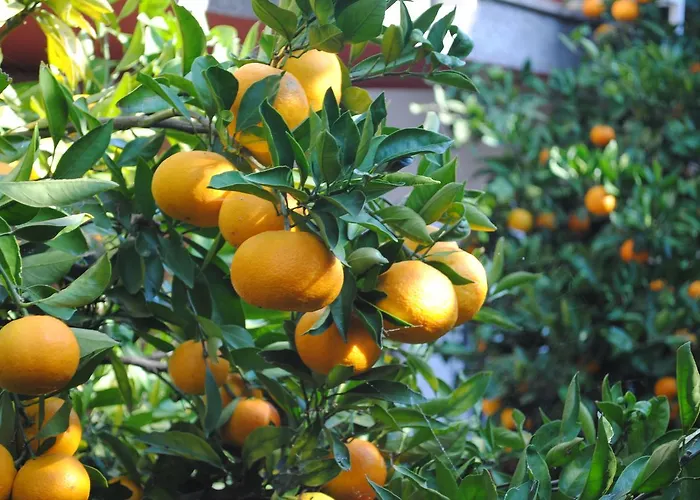 Διαμέρισμα Samec